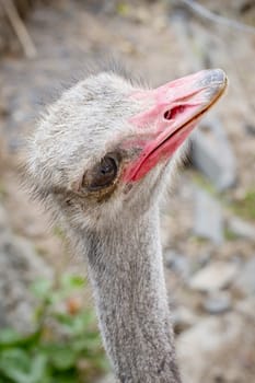 Ostrich head closeup - top view