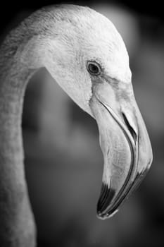 Closeup of a flamingo face - black and white