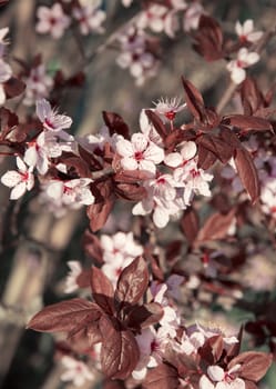 Pink cherry blossom in spring can use as background 