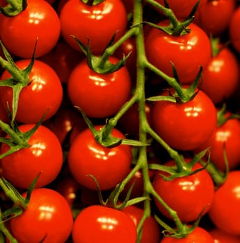 Background of Ripe Shiny Raw Cherry Tomatoes on Stems closeup