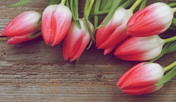 Corner Border of Spring Magenta Tulips with Water Drops closeup on Rustic Wooden background. Retro Styled