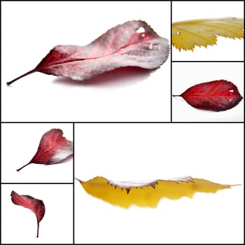 Collage  picture of Autumn leaves , red and yellow, 