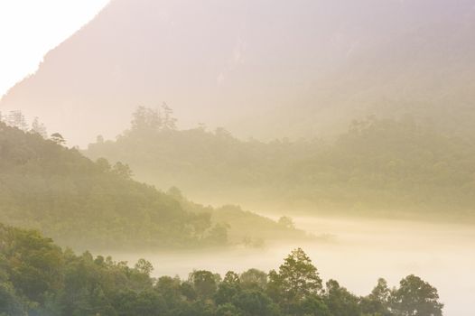 Beautiful sunrise in a misty rainforest, Thailand.