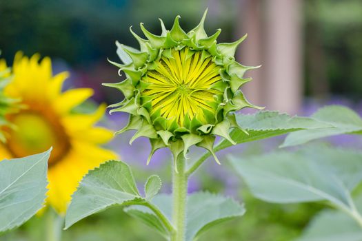 blooming sunflowers