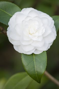 White Camelia flower in full bloom in Spring
