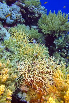 colorful coral reef with stony corals at the bottom of tropical sea