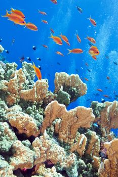 coral reef with fire coral and exotic fishes Anthias at the bottom of tropical sea