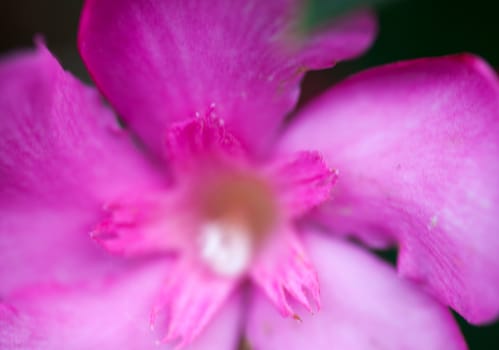 Pink flower of the Nerium oleander. Close up.