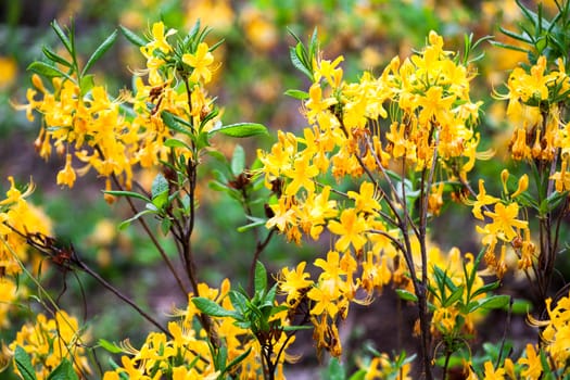 Yellow flowers of rhododendron shrub. Close up.