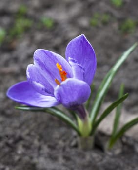 The blue flower of crocus blooming in early spring.