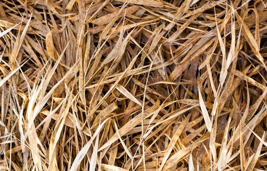 Faded dry grass in autumn. Close up.