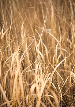 Unmown dry grass in the field. Close up.