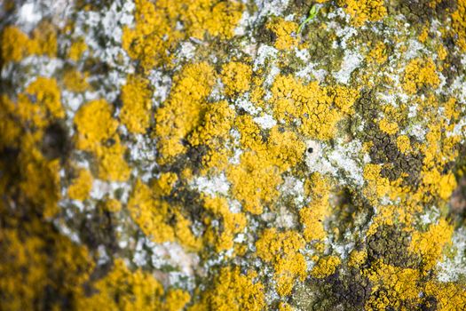 Stone surface with yellow lichen and rich texture.