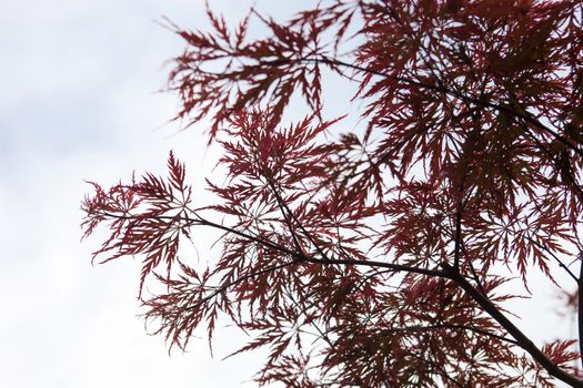 Pink leaves on the branches of the Japanese maple (Acer palmatum)