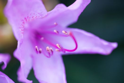 Purple flower of rhododendron shrub. Close up.