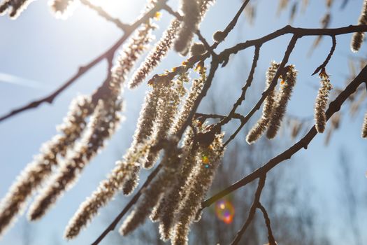 Flowering catkins of a poplar in the sunshine.