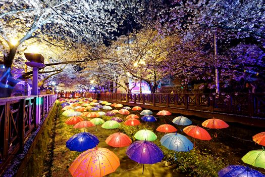 cherry blossoms at night, busan city in south korea