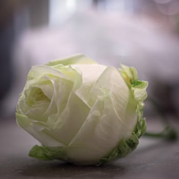 white rose with a very blurry background