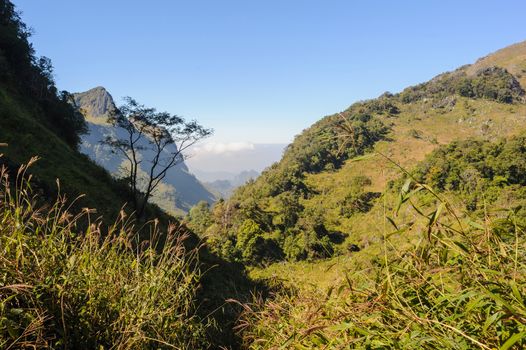 Beautiful hiking trails in rainforest, northern Thailand.