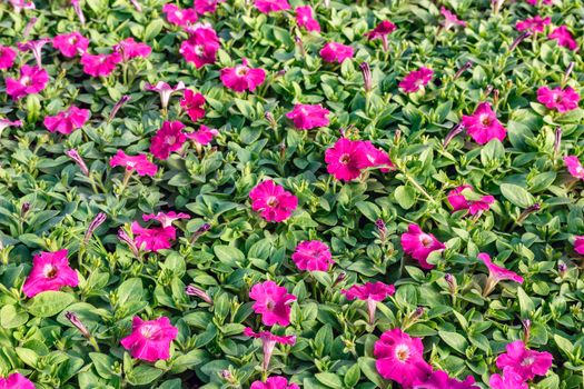 Color picture of seedlings in pots in a nursery