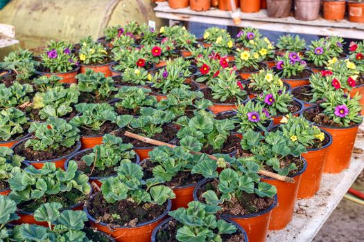 Color picture of seedlings in pots in a nursery