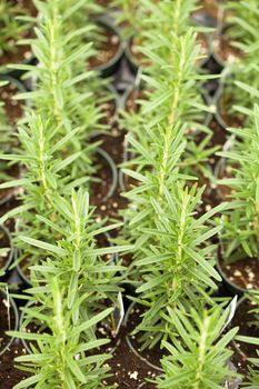 Organic rosemary plants macro with a shallow depth of field.