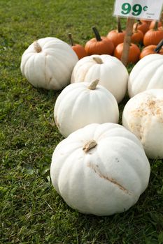White pumpkins picked and sitting in the grass next to some traditional orange ones. Shallow depth of field.