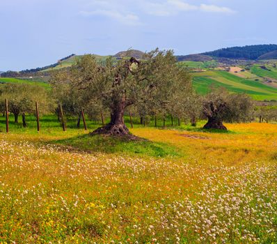 View of Sicilian countryside in the spring season, Olive trees and colorful flowers