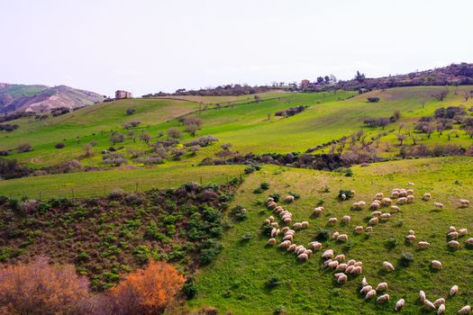 A herd of sheep grazing in the sicilian countryside