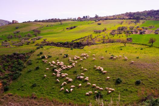 A herd of sheep grazing in the sicilian countryside