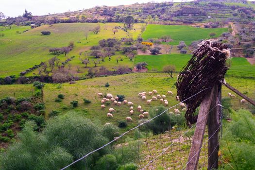View of a herd of sheep grazing in the sicilian countryside. Fence with barbed wire