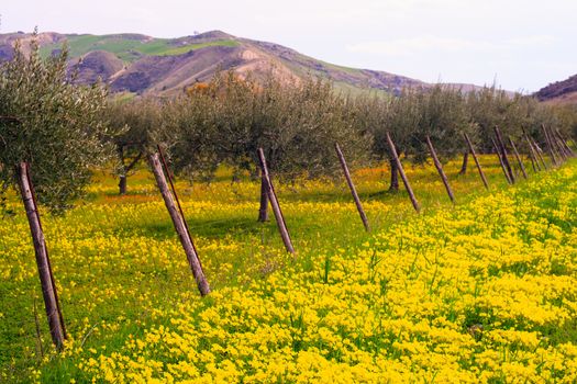 View of Sicilian countryside in the spring season, Olive trees and colorful flowers