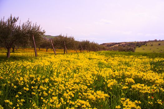 View of Sicilian field covered by yellow flowers
