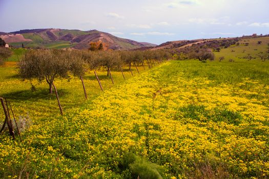 View of Sicilian field covered by yellow flowers
