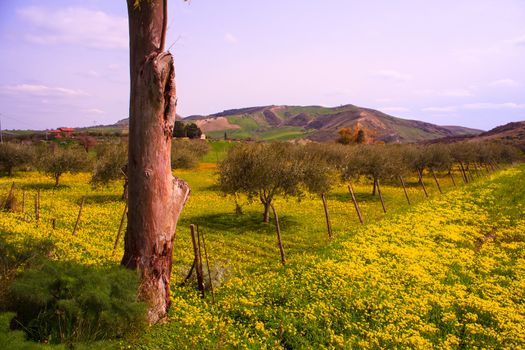 View of Sicilian field covered by yellow flowers
