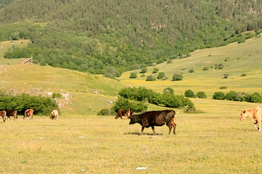 A Cow Standing On The Summer Meadow