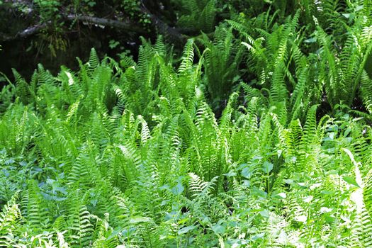 Fern leaves and bush in the summer forest