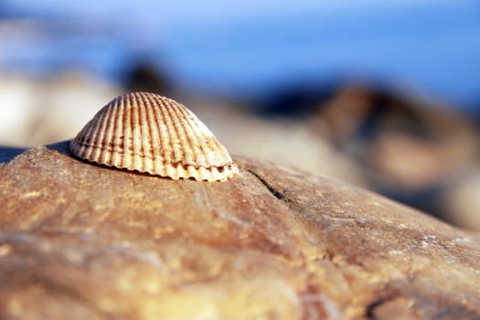 Sea shell laying on the stone near the seashore