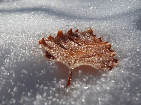 Frozen oak leaves laying in the snow