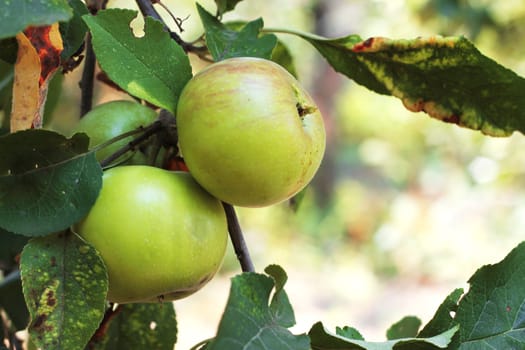 Green And Red Apple Hanging On Tree