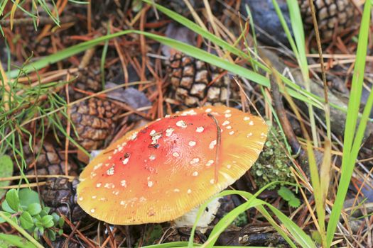 Red toadstool mushroom growing in autumnal forest