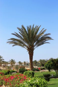 Palm tree against blue sky. Tropical nature