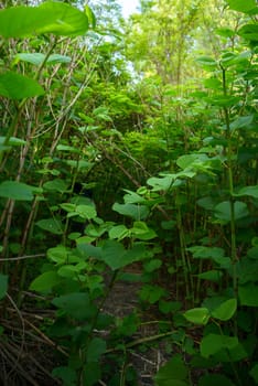 Fresh Plant in artistic composition in the jungle