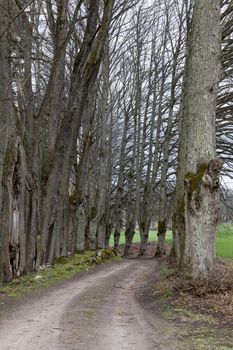 Lime tree alley of country road during early springtime