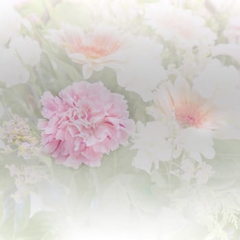 carnations in the morning softlight