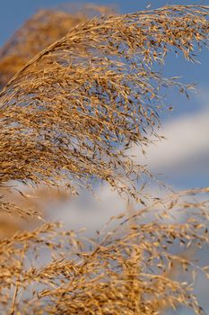 Close up photo lot of gold grass