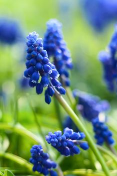 Small blue flowers at spring closeup photo