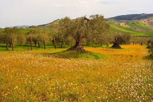 View of Sicilian countryside in the spring season, Olive trees and colorful flowers