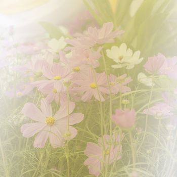 beautiful flowers made with color filters soft focus