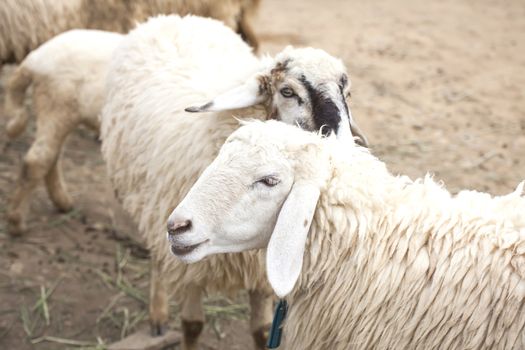 sheep 